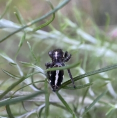 Sandalodes scopifer at Jerrabomberra, NSW - 24 Dec 2021 08:17 PM