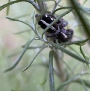 Sandalodes scopifer at Jerrabomberra, NSW - 24 Dec 2021