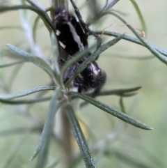 Sandalodes scopifer at Jerrabomberra, NSW - 24 Dec 2021