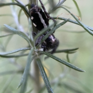 Sandalodes scopifer at Jerrabomberra, NSW - 24 Dec 2021