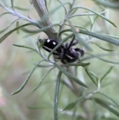 Sandalodes scopifer at Jerrabomberra, NSW - 24 Dec 2021