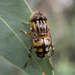 Eristalinus punctulatus (Golden Native Drone Fly) at Jerrabomberra, NSW - 24 Dec 2021 by SteveBorkowskis