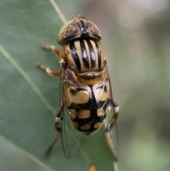 Eristalinus punctulatus at Jerrabomberra, NSW - 24 Dec 2021 08:11 PM