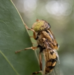 Eristalinus punctulatus at Jerrabomberra, NSW - 24 Dec 2021 08:11 PM