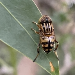 Eristalinus punctulatus at Jerrabomberra, NSW - 24 Dec 2021 08:11 PM