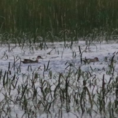 Anas gracilis (Grey Teal) at Wollogorang, NSW - 22 Dec 2021 by Rixon