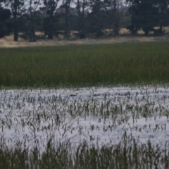 Anas gracilis at Wollogorang, NSW - 22 Dec 2021 08:10 PM