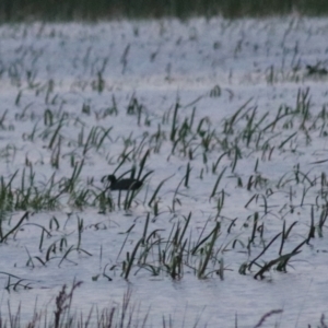 Fulica atra at Wollogorang, NSW - 22 Dec 2021