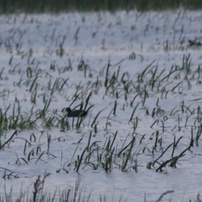 Fulica atra (Eurasian Coot) at Wollogorang, NSW - 22 Dec 2021 by Rixon