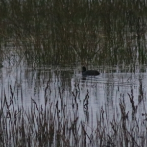 Fulica atra at Wollogorang, NSW - 22 Dec 2021