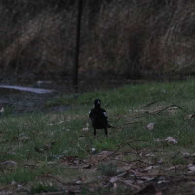 Gymnorhina tibicen (Australian Magpie) at Wollogorang, NSW - 22 Dec 2021 by Rixon