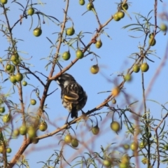 Phylidonyris novaehollandiae (New Holland Honeyeater) at Goulburn, NSW - 24 Dec 2021 by Rixon