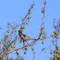 Phylidonyris novaehollandiae at Goulburn, NSW - 24 Dec 2021