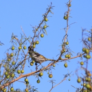 Phylidonyris novaehollandiae at Goulburn, NSW - 24 Dec 2021