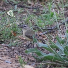 Acanthiza chrysorrhoa (Yellow-rumped Thornbill) at Goulburn, NSW - 24 Dec 2021 by Rixon