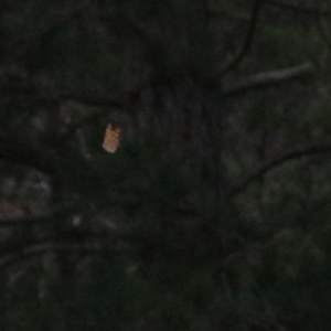 Heteronympha merope at Goulburn, NSW - 26 Dec 2021 02:32 PM