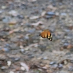 Heteronympha merope at Goulburn, NSW - 26 Dec 2021 02:32 PM