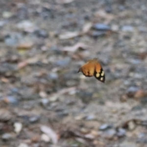 Heteronympha merope at Goulburn, NSW - 26 Dec 2021 02:32 PM