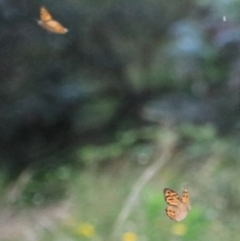 Heteronympha merope at Goulburn, NSW - 26 Dec 2021 02:32 PM