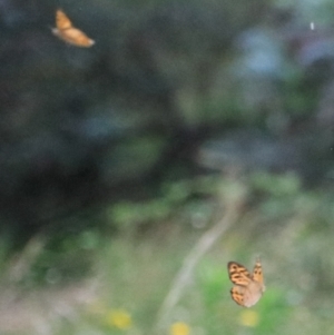 Heteronympha merope at Goulburn, NSW - 26 Dec 2021