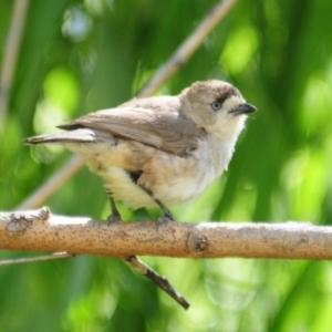 Aphelocephala leucopsis at Booth, ACT - 23 Dec 2021