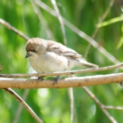 Aphelocephala leucopsis at Booth, ACT - 23 Dec 2021