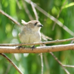 Aphelocephala leucopsis at Booth, ACT - 23 Dec 2021