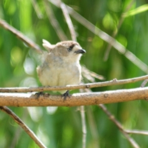 Aphelocephala leucopsis at Booth, ACT - 23 Dec 2021