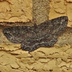 Ectropis fractaria (Ringed Bark Moth) at Wanniassa, ACT - 23 Dec 2021 by JohnBundock