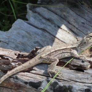 Amphibolurus muricatus at Fisher, ACT - 25 Dec 2021 08:30 AM