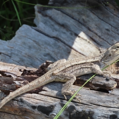 Amphibolurus muricatus (Jacky Lizard) at Fisher, ACT - 24 Dec 2021 by SandraH