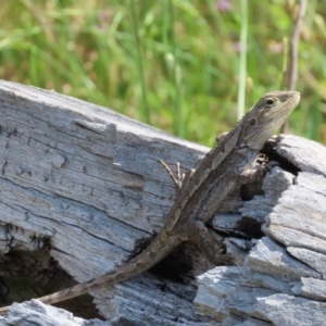 Amphibolurus muricatus at Fisher, ACT - 25 Dec 2021 08:30 AM