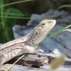 Amphibolurus muricatus at Fisher, ACT - 25 Dec 2021 08:30 AM