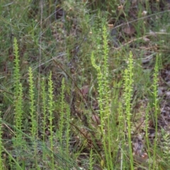 Microtis sp. (Onion Orchid) at Fisher, ACT - 25 Dec 2021 by SandraH