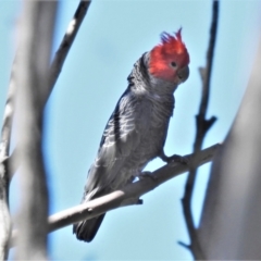 Callocephalon fimbriatum (Gang-gang Cockatoo) at Cotter River, ACT - 21 Dec 2021 by JohnBundock