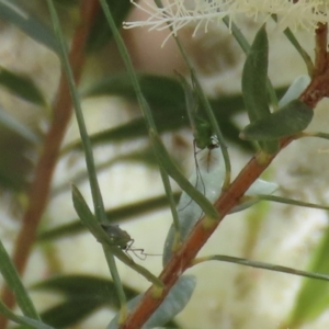 Chironomidae (family) at Fyshwick, ACT - 24 Dec 2021