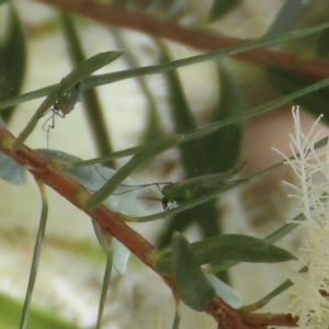 Chironomidae (family) at Fyshwick, ACT - 24 Dec 2021 01:00 PM