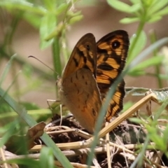 Heteronympha merope (Common Brown Butterfly) at Fyshwick, ACT - 24 Dec 2021 by RodDeb