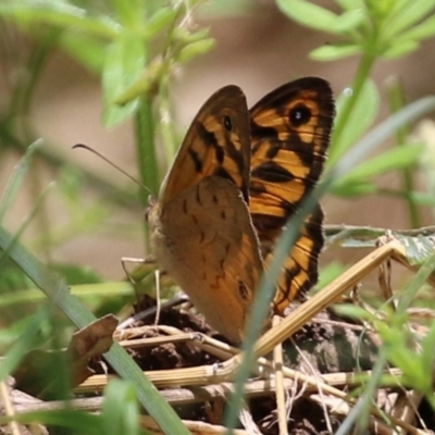 Heteronympha merope (Common Brown Butterfly) at Jerrabomberra Wetlands - 24 Dec 2021 by RodDeb