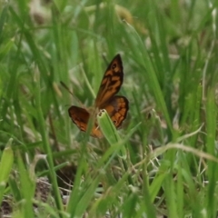 Heteronympha merope at Fyshwick, ACT - 24 Dec 2021 12:25 PM