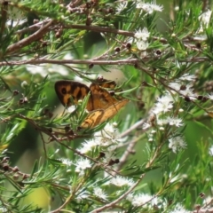 Heteronympha merope at Fyshwick, ACT - 24 Dec 2021 12:25 PM