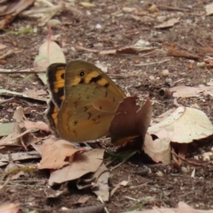 Heteronympha merope at Fyshwick, ACT - 24 Dec 2021 12:25 PM