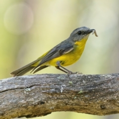 Eopsaltria australis (Eastern Yellow Robin) at Stromlo, ACT - 21 Dec 2021 by Kenp12