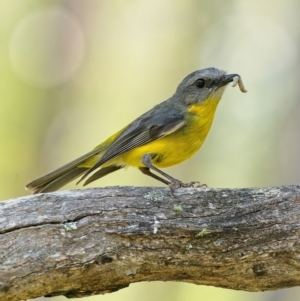 Eopsaltria australis at Stromlo, ACT - 22 Dec 2021