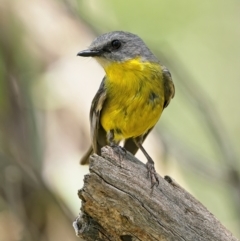 Eopsaltria australis at Stromlo, ACT - 22 Dec 2021