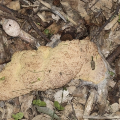 Fuligo septica (Scrambled egg slime) at Higgins, ACT - 25 Dec 2021 by AlisonMilton