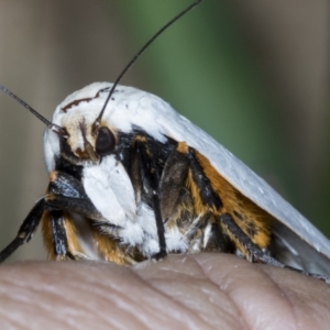 Maroga melanostigma at Higgins, ACT - 25 Dec 2021