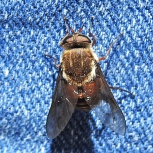 Tabanidae (family) at Cotter River, ACT - 22 Dec 2021 11:49 AM