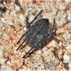 Unidentified Spider (Araneae) at Tharwa, ACT - 23 Dec 2021 by JohnBundock