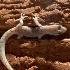 Christinus marmoratus (Southern Marbled Gecko) at Garran, ACT - 25 Dec 2021 by JaceWT